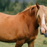 what is equine therapy